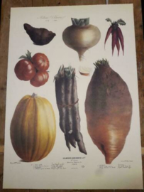 Botanische Prent Vilmorin -The Vegetable Garden- Groente Art Print nr12