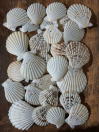 Pecten Nobilis Creme Grote Schelp 4-8 cm 25 stuks