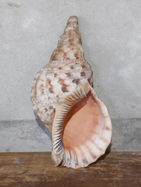 Grote Triton Tritonshoorn Trompetschelp Grote Schelp 38 cm