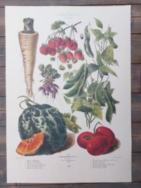 Botanische Prent Vilmorin -The Vegetable Garden - Groente Art Print nr30