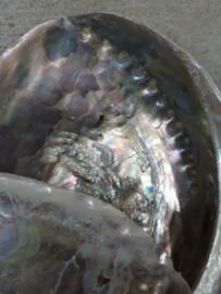 Abalone Parelmoer Ruw Grote Schelp 10-12 cm Haliotus