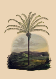 Kaart Ansichtkaart Palmboom - Palmtree