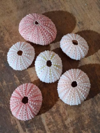 Roze - Witte Zee Egel Zeeegel 4-6 cm 6 stuks