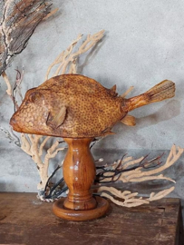 Oude Antieke Opgezette Koffervis Boxfish op Sokkel