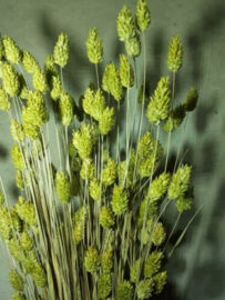 Bos Droogbloemen Gedroogde Kanariegras Phalaris Groen