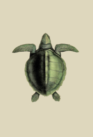 Kaart Ansichtkaart Schildpad - Turtle
