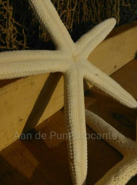 Zeester Finger Starfish 10-15 cm - per 3 stuks