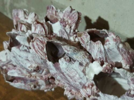 Zeepokken Zeepok Roze Zeetulp - Grote Cluster 26 cm