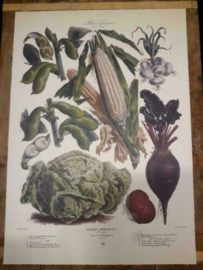 Botanische Prent Vilmorin -The Vegetable Garden- Groente Art Print nr31