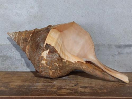 Syrinx Aruanus Grote Schelp 38.5 cm Periostracum