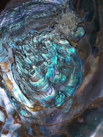 Haliotis Gepolijst Abalone ( Paua ) 11-13 cm Grote Schelp