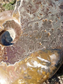 Versteende Ammoniet Gepolijst Fossiel Opaal