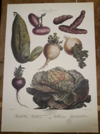 Botanische Prent Vilmorin -The Vegetable Garden- Groente Art Print nr25