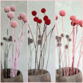 Inspiratie Droogbloemen Craspedia