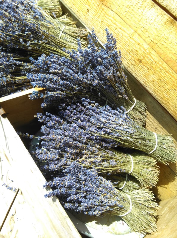 Bosje Lavendel Droogbloemen Kort | Droogbloemen Blauw & | Aan de Punt
