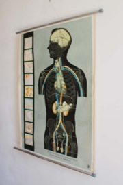 Vintage schoolplaat; Anatomie van de mens - bloeddruk. Retro plaat