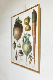 Grote vintage prent met knollen- Vilmorin. Botanische retro poster - groentes