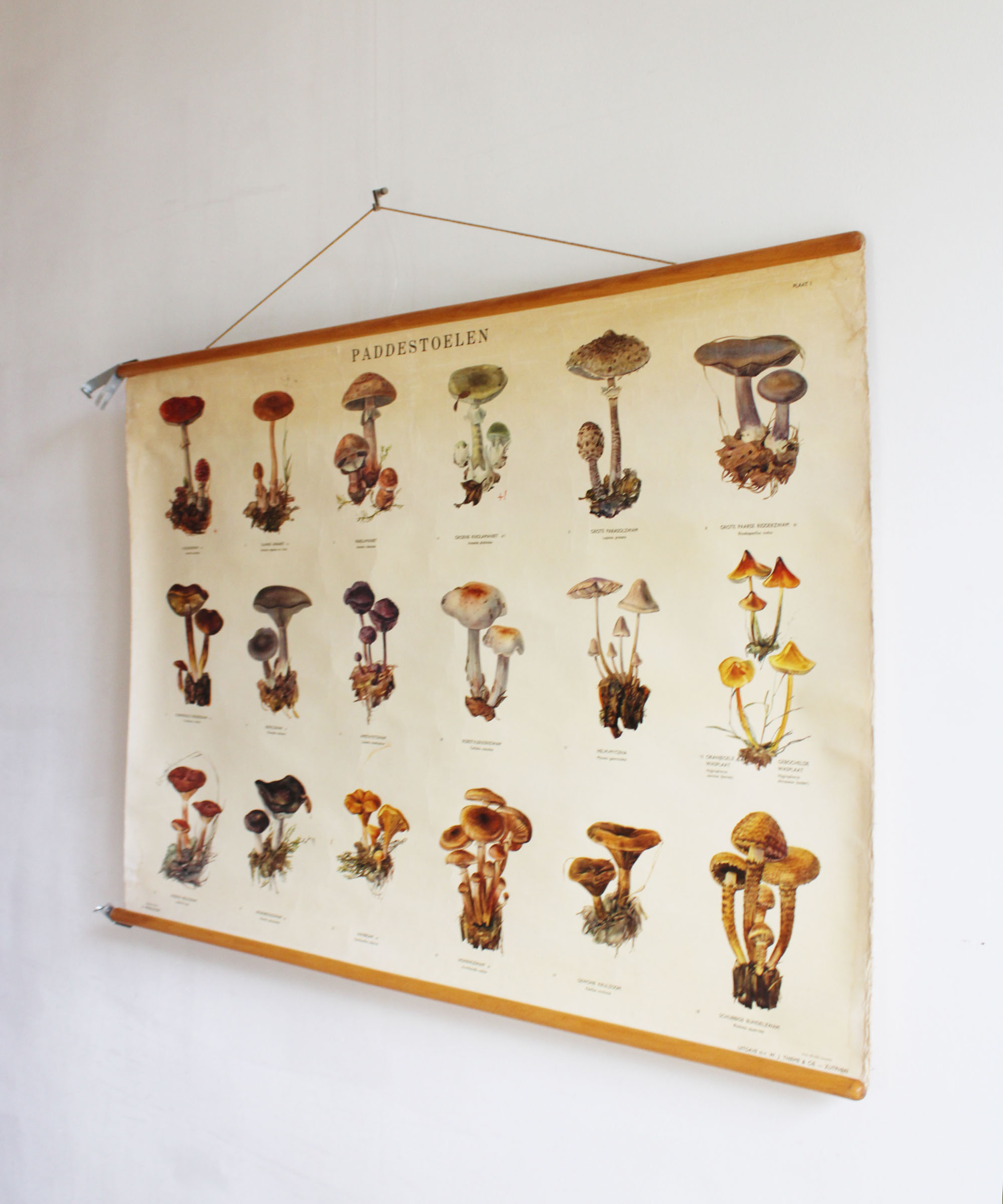 Vintage schoolplaat; Paddestoelen. Retro biologie plaat / pull down chart
