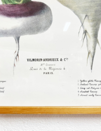 Grote vintage prent met knollen- Vilmorin. Botanische retro poster - groentes