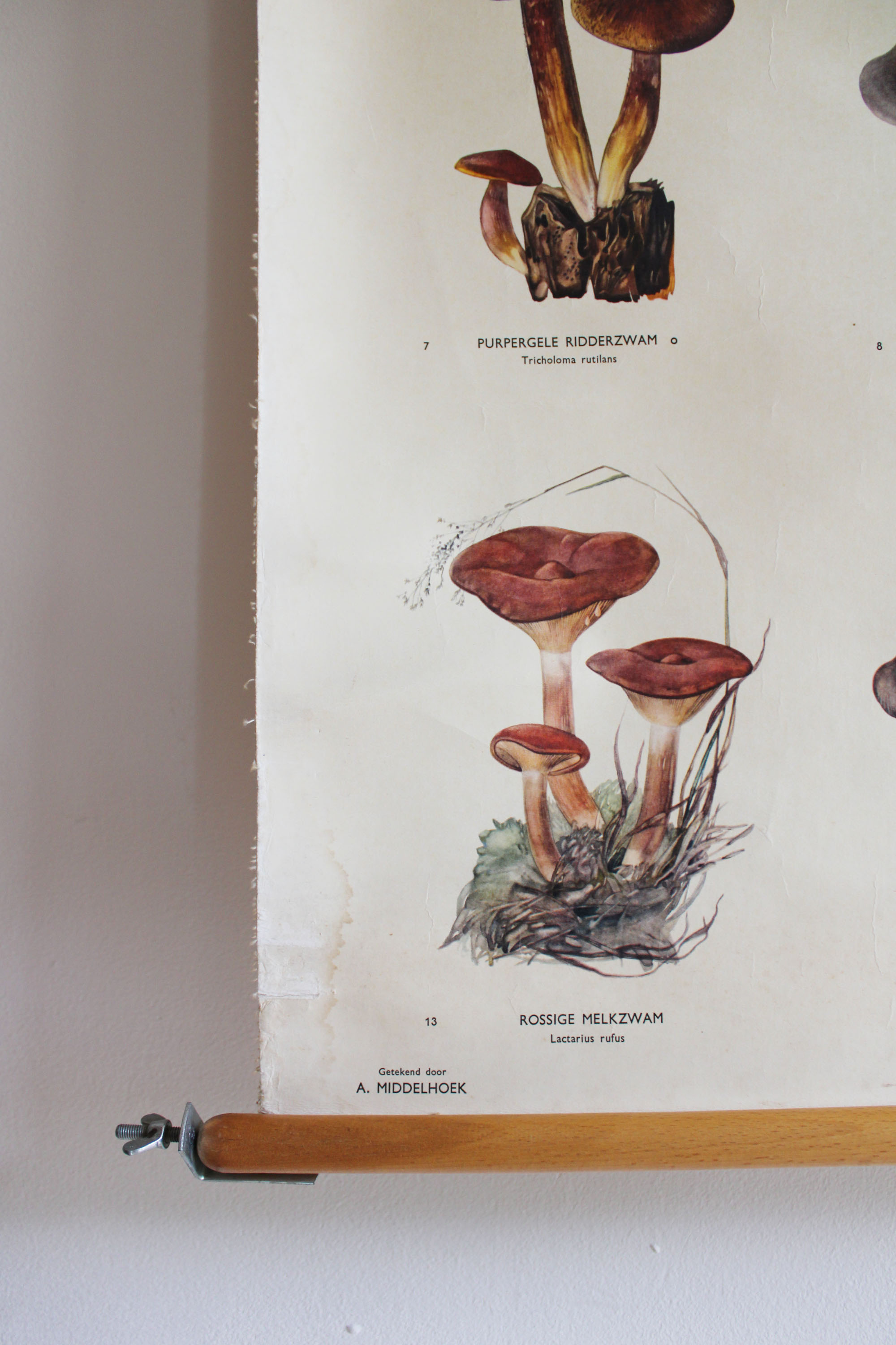 Vintage schoolplaat; Paddestoelen. Retro biologie plaat / pull down chart