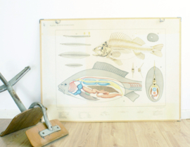 Vintage dubbelzijdige schoolplaat - vogels en vissen. Retro plaat - Koekkoek