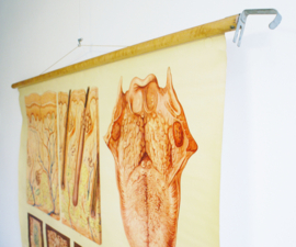 Vintage schoolplaat, anatomie van de mens. Retro poster, huid en de tong.