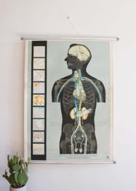 Vintage schoolplaat; Anatomie van de mens - bloeddruk. Retro plaat