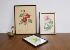 Set van 3 bloemen prenten in lijsten. Vintage botanische  posters, o.a.  Pierre Joseph Redoute