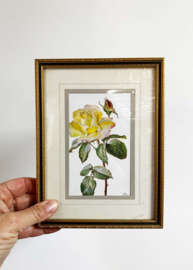 Set van 3 bloemen prenten in lijsten. Vintage botanische posters met rozen