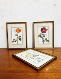 Set van 3 bloemen prenten in lijsten. Vintage botanische posters met rozen