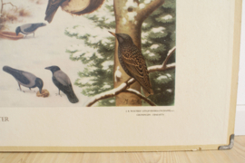 Dubelzijdige schoolplaat van Koekkoek. Vogels en vissen. Vintage poster op karton
