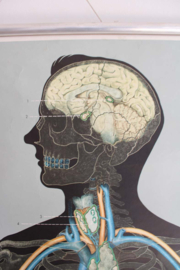 Vintage schoolplaat; Anatomie van de mens - bloeddruk. Retro plaat