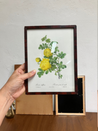 Set van 3 bloemen prenten in lijsten. Vintage botanische  posters, o.a.  Pierre Joseph Redoute