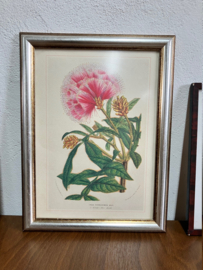 Set van 3 bloemen prenten in lijsten. Vintage botanische  posters, o.a.  Pierre Joseph Redoute