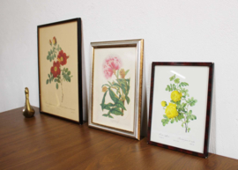 Set van 3 bloemen prenten in lijsten. Vintage botanische  posters, o.a.  Pierre Joseph Redoute