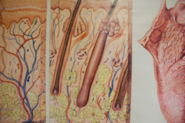 Vintage schoolplaat, anatomie van de mens. Retro poster, huid en de tong.