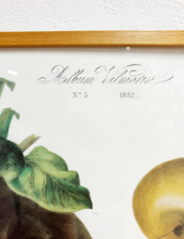 Grote vintage prent met knollen- Vilmorin. Botanische retro poster - groentes