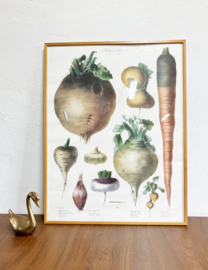 Grote vintage prent met knollen- Vilmorin. Botanische retro poster - groentes