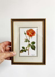 Set van 3 bloemen prenten in lijsten. Vintage botanische posters met rozen