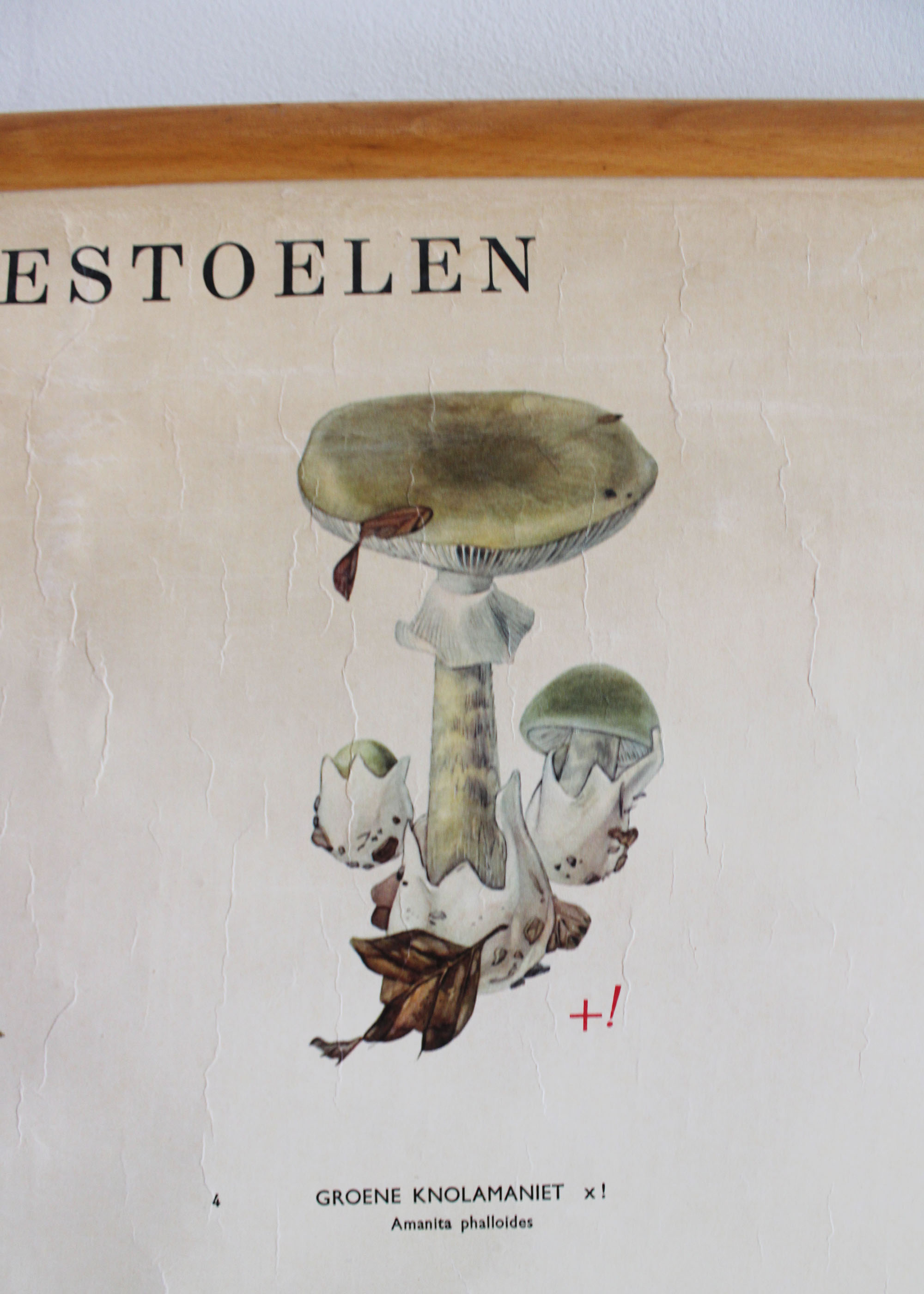 Vintage schoolplaat; Paddestoelen. Retro biologie plaat / pull down chart