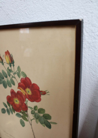 Set van 3 bloemen prenten in lijsten. Vintage botanische  posters, o.a.  Pierre Joseph Redoute
