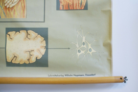 Het zenuwstelsel: Grote vintage schoolkaart. Hagemann, Anatomie van de mens.