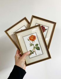 Set van 3 bloemen prenten in lijsten. Vintage botanische posters met rozen