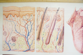 Vintage schoolplaat, anatomie van de mens. Retro poster, huid en de tong.