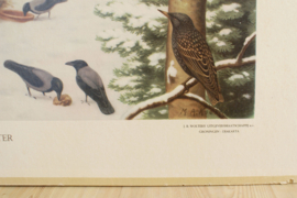 Vintage dubbelzijdige schoolplaat - vogels en vissen. Retro plaat - Koekkoek