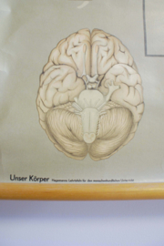 Het zenuwstelsel: Grote vintage schoolkaart. Hagemann, Anatomie van de mens.