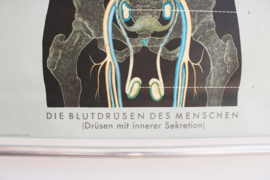 Vintage schoolplaat; Anatomie van de mens - bloeddruk. Retro plaat