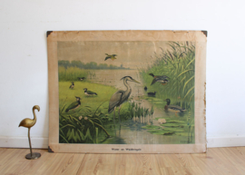 Vintage schoolplaat - Koekkoek, Water en Weide vogels. Vintage poster op karton