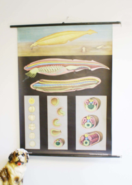 Het lancetvisje: Vintage schoolplaat, Hagemann/Jung-Koch Quentell - dierkunde
