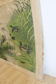 Vintage schoolplaat - Koekkoek, Water en Weide vogels. Vintage poster op karton